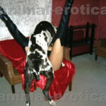 english sex stories xxx stories, animal sex story