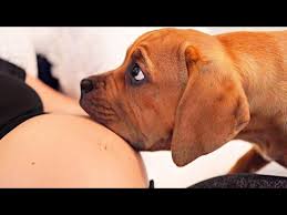 dog and girl sex कुत्ते से चूत फाड़ चुदाई